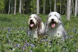 BEARDED COLLIE 229
